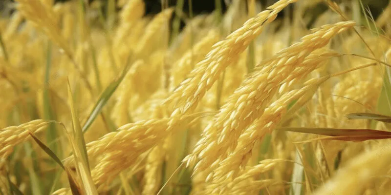 Mơ thấy gặt lúa mang ý nghĩa gì, là phúc hay họa?