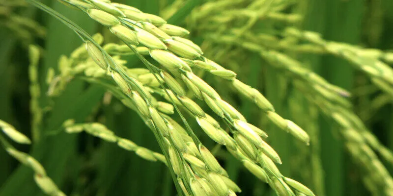 Mơ thấy gặt lúa nên đánh số nào để “mùa màng” bội thu?