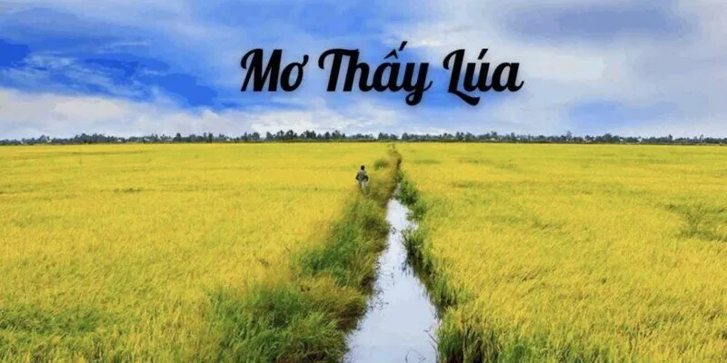 Mơ Thấy Gặt Lúa